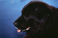Newfoundland dog