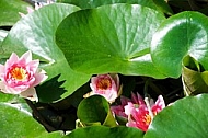 Nymphaea