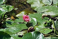 Nymphaea