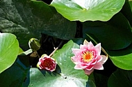 Nymphaea