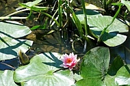 Nymphaea