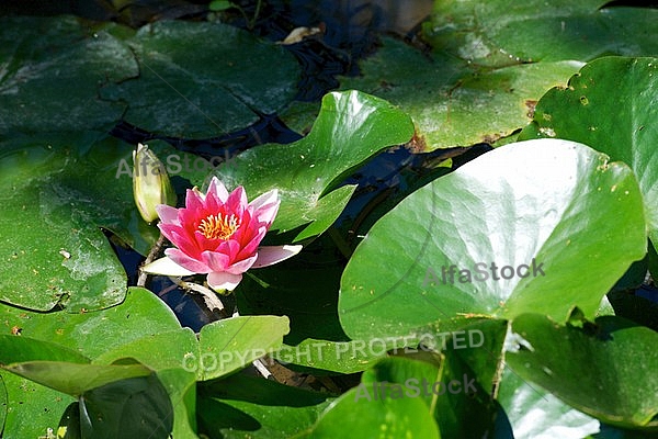 Nymphaea