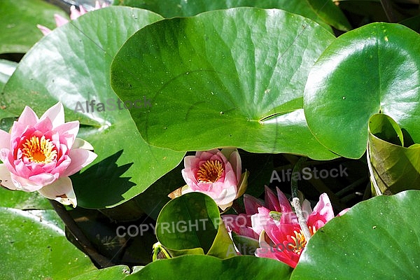 Nymphaea