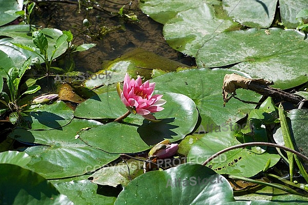 Nymphaea