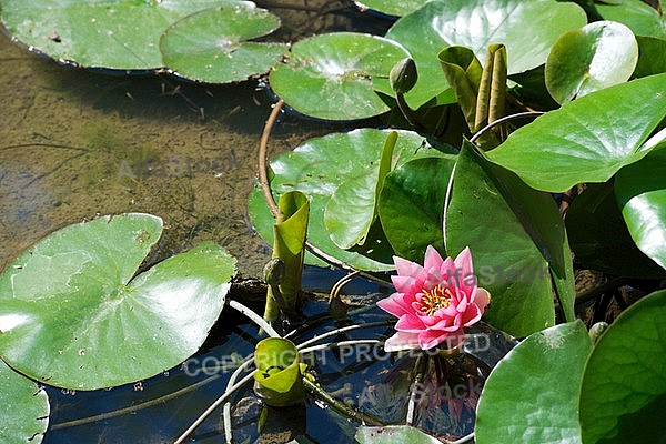 Nymphaea