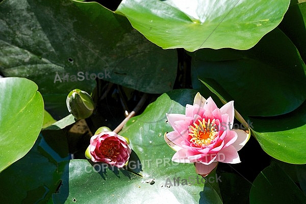 Nymphaea