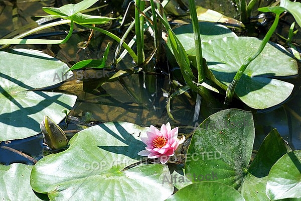 Nymphaea