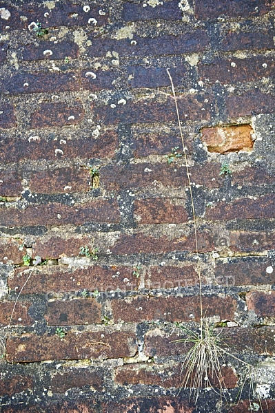 Old brick wall.