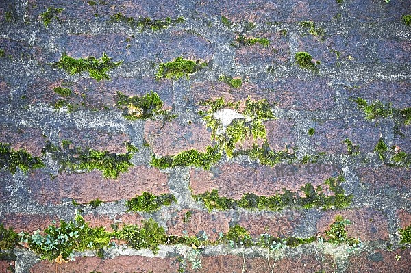 Old brick wall.