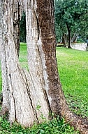 Olive, Olea europaea