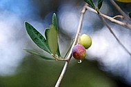 Olive, Olea europaea