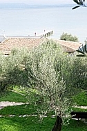 Olive, Olea europaea