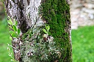 Olive, Olea europaea