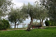 Olive, Olea europaea