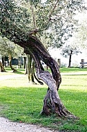 Olive, Olea europaea