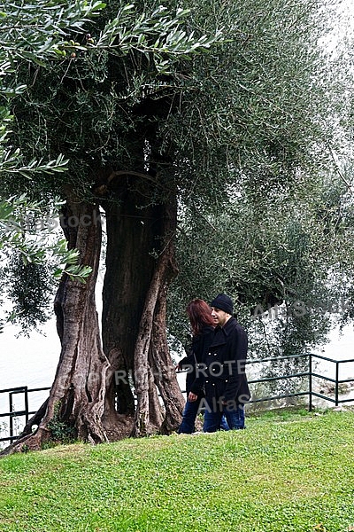 Olive, Olea europaea