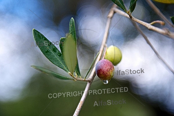 Olive, Olea europaea