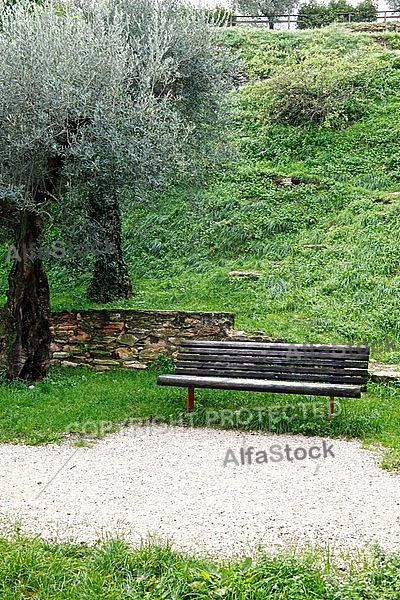 Olive, Olea europaea