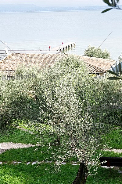 Olive, Olea europaea