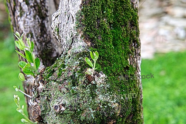 Olive, Olea europaea