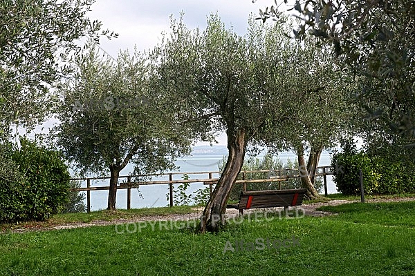 Olive, Olea europaea