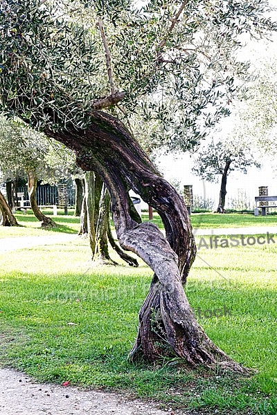 Olive, Olea europaea