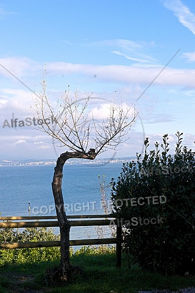 Olive, Olea europaea