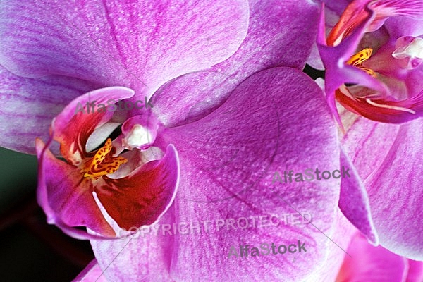 Orchidaceae