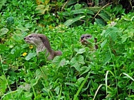 Otters 