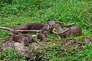 Otters 