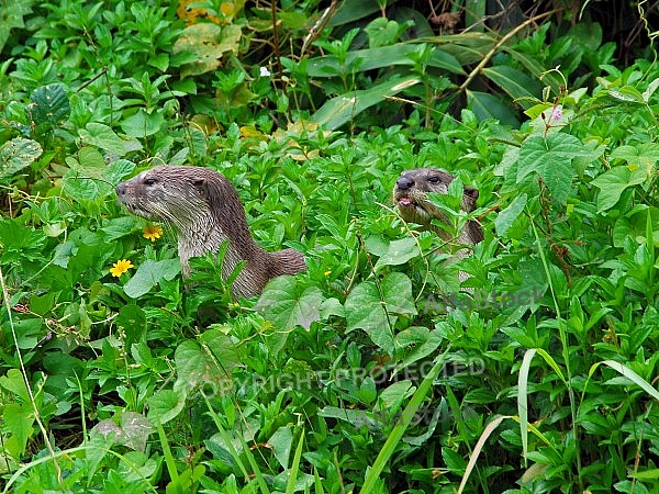 Otters 