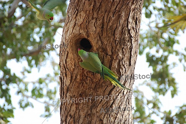 Parakeet