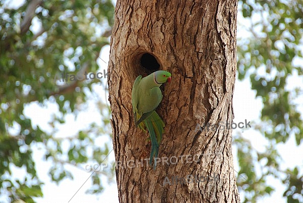 Parakeet