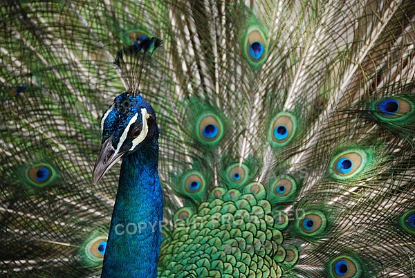 Peacock