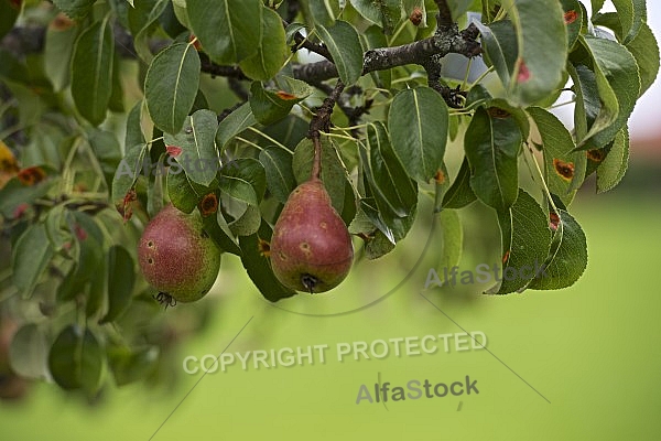 Pear tree, pear, fruit.