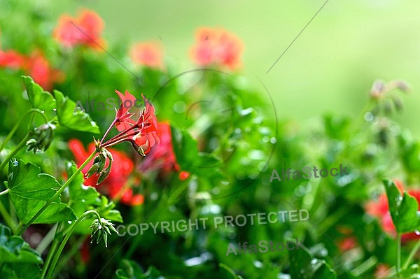 Pelargonium