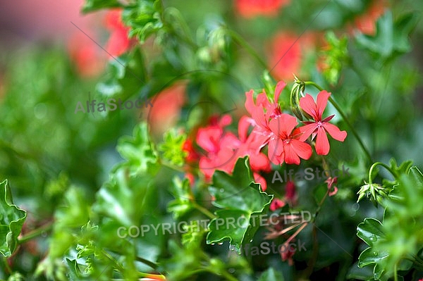 Pelargonium