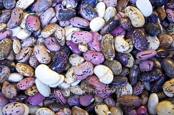 Phaseolus vulgaris, the common bean