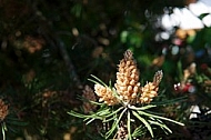 Pinaceae
