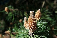 Pinaceae