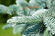 Pinaceae