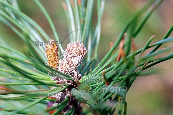 Pinaceae