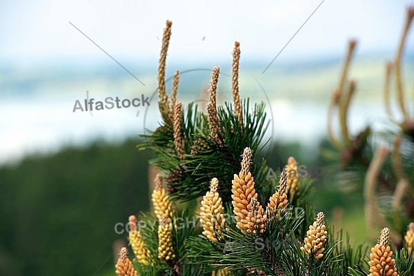 Pinaceae