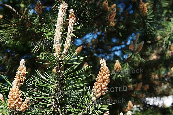 Pinaceae