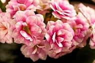 Pink flowers