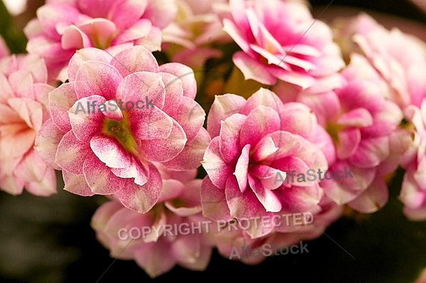 Pink flowers