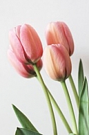 Pink tulips 