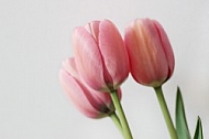 Pink tulips 