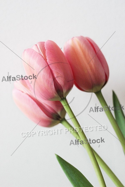 Pink tulips 