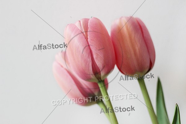 Pink tulips 